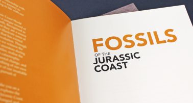 Fossils of the Jurassic Coast